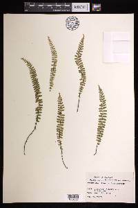 Asplenium heterochroum image