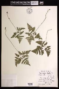 Gymnocarpium dryopteris image