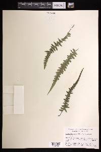 Asplenium × ebenoides image