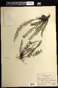 Asplenium resiliens image