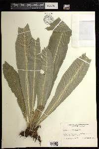 Asplenium serratum image