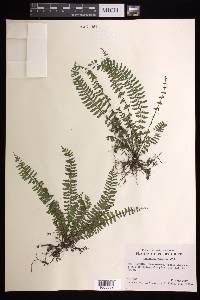 Asplenium formosum image