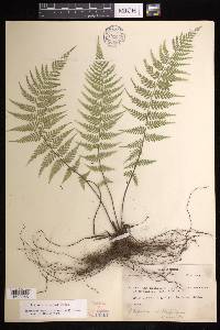 Asplenium athyrioides image