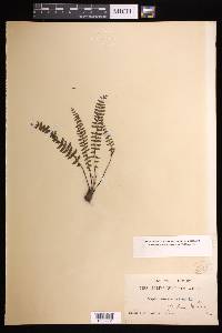 Asplenium formosum image