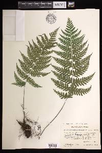 Asplenium athyrioides image