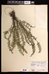 Asplenium formosum image