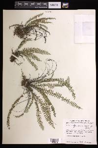 Asplenium formosum image