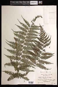 Asplenium athyrioides image