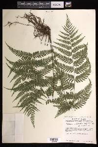 Asplenium athyrioides image