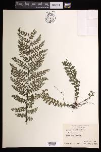 Asplenium flabellulatum image