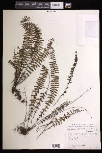 Asplenium formosum image