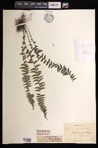 Asplenium formosum image