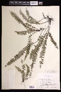 Asplenium formosum image