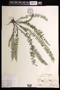 Asplenium formosum image