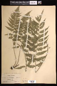 Asplenium athyrioides image