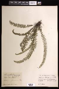 Asplenium formosum image