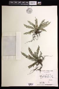 Asplenium formosum image