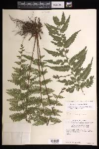 Asplenium athyrioides image