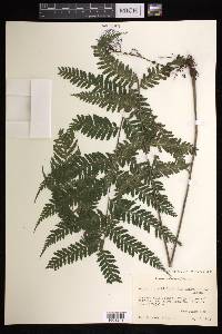 Asplenium athyrioides image