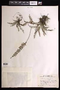 Asplenium formosum image