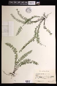 Asplenium formosum image