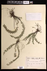 Asplenium formosum image