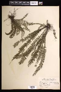 Asplenium formosum image