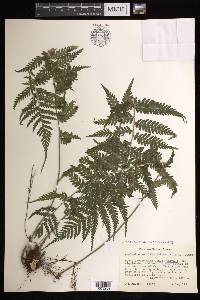 Asplenium athyrioides image