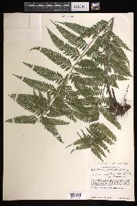 Asplenium athyrioides image