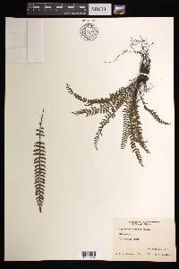 Asplenium formosum image