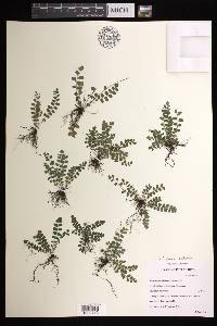 Asplenium dentatum image