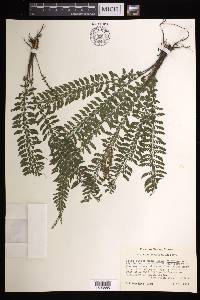 Asplenium sessilifolium image