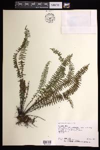 Asplenium formosum image