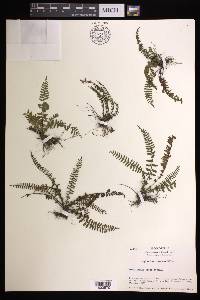 Asplenium formosum image