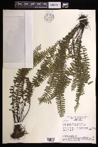 Asplenium formosum image