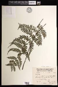 Asplenium flabellulatum image