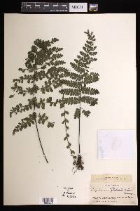 Asplenium flabellulatum image