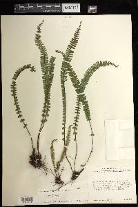 Asplenium monanthes image