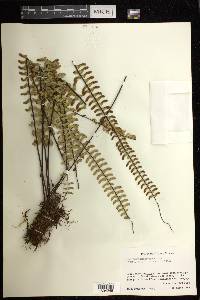 Asplenium monanthes image