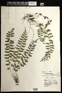 Asplenium hastatum image