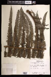 Cyathea pubescens image