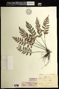 Asplenium pellucidum image