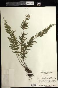 Asplenium hastatum image