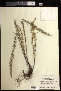 Asplenium monanthes image