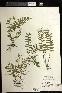 Asplenium hastatum image