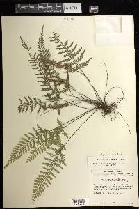 Asplenium cuspidatum image