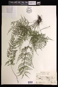 Asplenium cuspidatum image