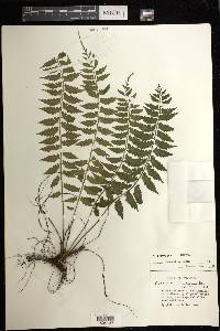 Asplenium hastatum image