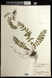 Asplenium hastatum image