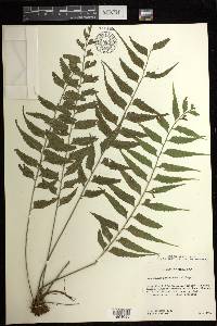 Asplenium gomezianum image